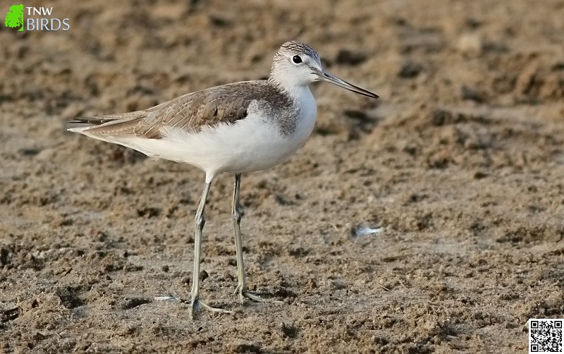 Common Greenshank